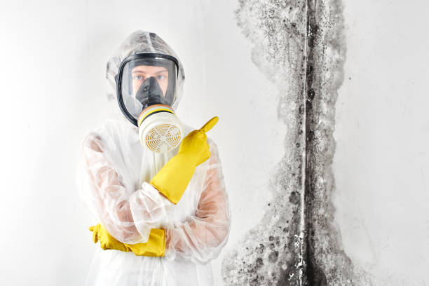 Best Commercial Mold Inspection  in Silver Hill, MD